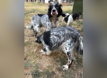 Lola - freundliche, menschenbezogene Setter-Mix-Hündin