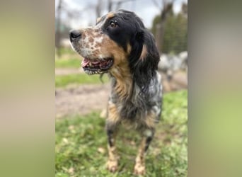 Pamela - ein Herz auf 4 Pfoten