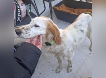 Bezaubernde Marilia sucht ihr Glück