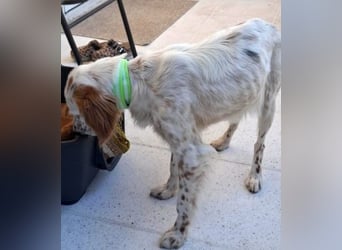 Bezaubernde Marilia sucht ihr Glück