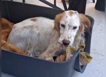 Bezaubernde Marilia sucht ihr Glück