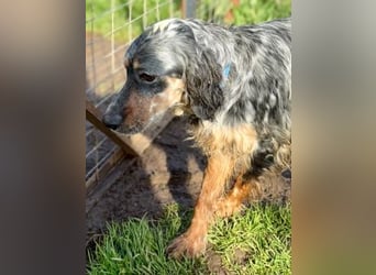 Sasha und Sugar - Dream Team sucht gemeinsames Zuhause