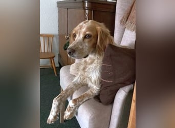 Herzenshund Mariel wartet in 51570 Windeck