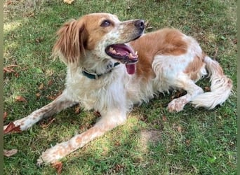 Herzenshund Mariel wartet in 51570 Windeck