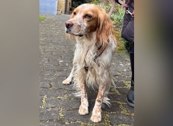 Herzenshund Mariel wartet in 51570 Windeck