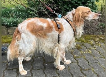 Herzenshund Mariel wartet in 51570 Windeck