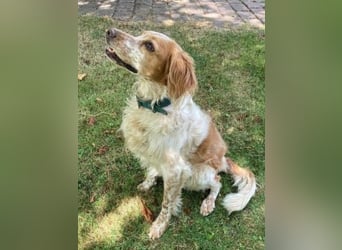 Herzenshund Mariel wartet in 51570 Windeck
