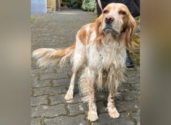 Herzenshund Mariel wartet in 51570 Windeck