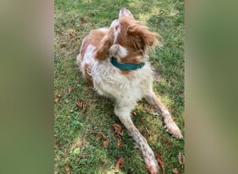 Herzenshund Mariel wartet in 51570 Windeck