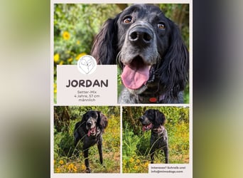 Jordan,kinderlieber, verschmuster English-Setter-Mix (52222 Stolberg)