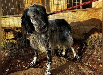 BENTO ist unglaublich menschenbezogen und anhänglich ein absoluter Traumhund  sucht sein  Zuhause