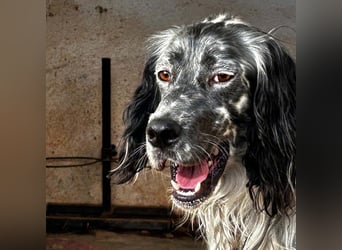 BENTO ist unglaublich menschenbezogen und anhänglich ein absoluter Traumhund  sucht sein  Zuhause