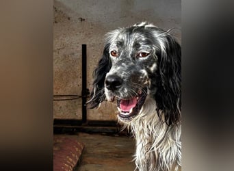 BENTO ist unglaublich menschenbezogen und anhänglich ein absoluter Traumhund  sucht sein  Zuhause