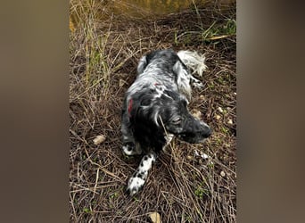 BENTO ist unglaublich menschenbezogen und anhänglich ein absoluter Traumhund  sucht sein  Zuhause