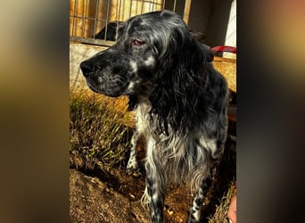 BENTO ist unglaublich menschenbezogen und anhänglich ein absoluter Traumhund  sucht sein  Zuhause