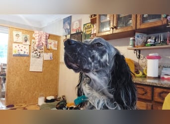 BENTO ist unglaublich menschenbezogen und anhänglich ein absoluter Traumhund  sucht sein  Zuhause