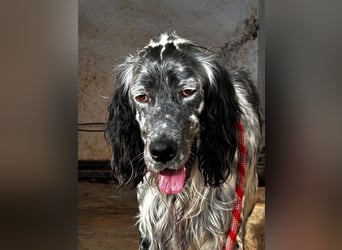 BENTO ist unglaublich menschenbezogen und anhänglich ein absoluter Traumhund  sucht sein  Zuhause