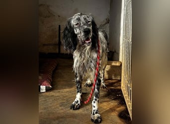 BENTO ist unglaublich menschenbezogen und anhänglich ein absoluter Traumhund  sucht sein  Zuhause