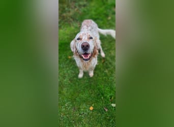 Chaplin ein bezaubernder Chameur