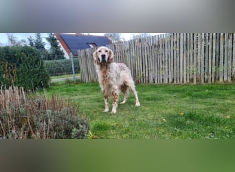 Chaplin ein bezaubernder Chameur