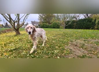 Chaplin ein bezaubernder Chameur