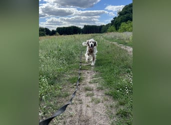 Chaplin – ein Charmeur zum Verlieben
