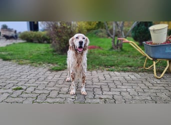 Chaplin – ein Charmeur zum Verlieben
