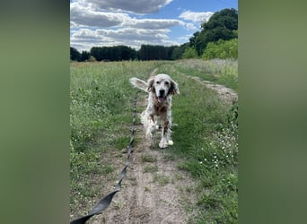 Chaplin – ein Charmeur zum Verlieben