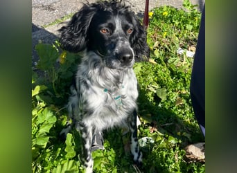 Dolly - freundlicher, lustiger Bub
