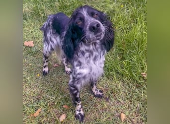 Dolly - freundlicher, lustiger Bub