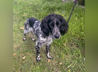 Dolly - freundlicher, lustiger Bub
