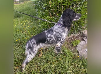 Dolly - freundlicher, lustiger Bub