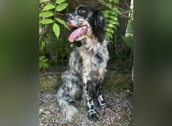 Gordy-wunderbarer Setter-Bub