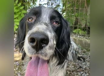 Gordy-wunderbarer Setter-Bub