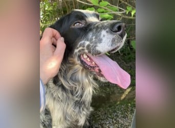 Gordy-wunderbarer Setter-Bub