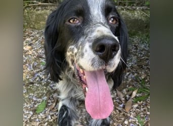 Gordy-wunderbarer Setter-Bub