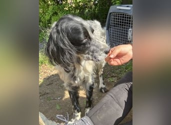 Gordy-wunderbarer Setter-Bub