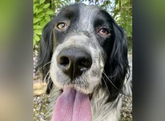 Gordy-wunderbarer Setter-Bub