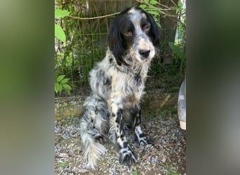 Gordy-wunderbarer Setter-Bub