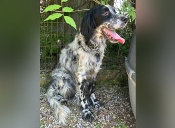 Gordy-wunderbarer Setter-Bub