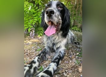 Gordy-wunderbarer Setter-Bub