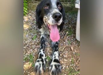 Gordy-wunderbarer Setter-Bub