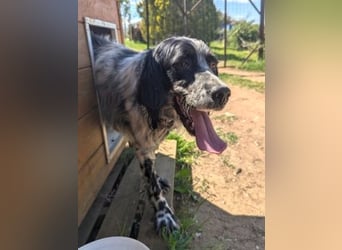 Gordy-wunderbarer Setter-Bub