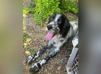 Gordy-wunderbarer Setter-Bub