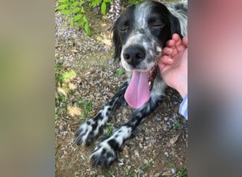 Gordy-wunderbarer Setter-Bub