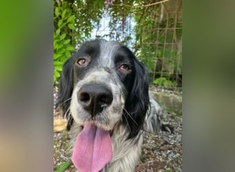 Gordy-wunderbarer Setter-Bub