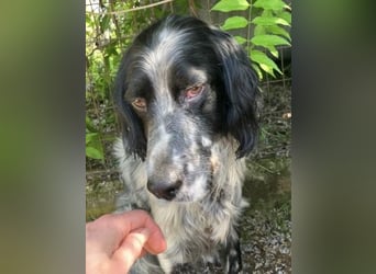 Gordy-wunderbarer Setter-Bub