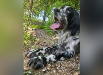 Gordy-wunderbarer Setter-Bub