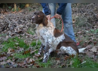 Mottle - Dein Freund fürs Leben