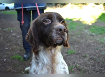 Mottle - Dein Freund fürs Leben